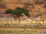 探访“动物天堂” 博茨瓦纳乔贝国家公园